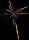 Golden Spider